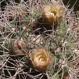 Gymnocalycium saglionis tilcarense JL  (Only one plant is available - Une seule plante est disponible)    ÉPUISÉ - OUT of STOCK - AGOTADO